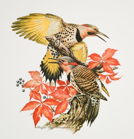 northern flicker painting