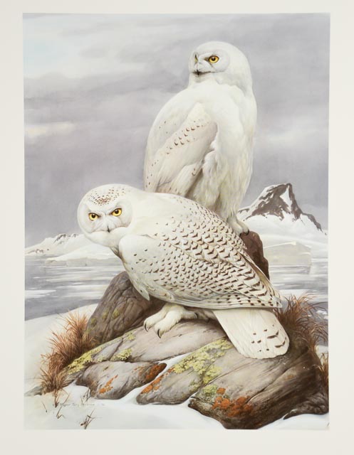 how to draw a snowy owl